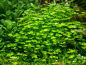 Preview: Kleinblättriger Wassernabel - Hydrocotyle tripartita ´Mini´ in vitro
